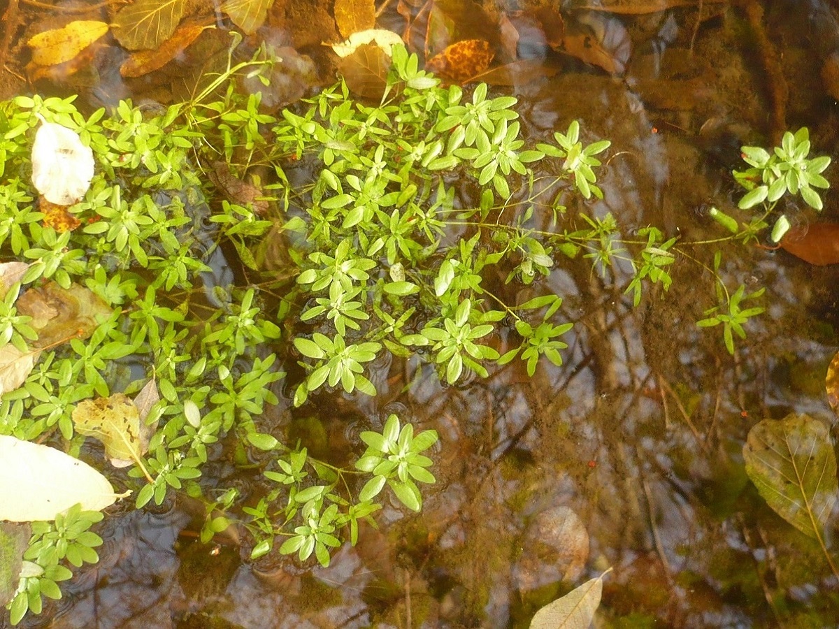 Callitriche platycarpa (Plantaginaceae)